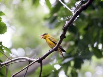 dYdX Unveils 2025 Roadmap: Focus on Stability, Speed, and New Products