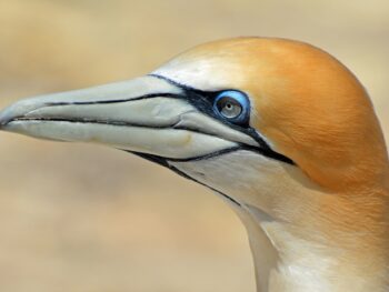 Gate Charity International Women’s Day Initiative: Protecting Women’s Rights, Advancing Health Equity, and Promoting Gender Equality