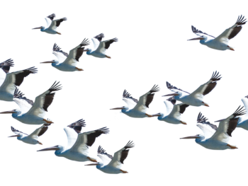 NGRAVE, Global Pioneer in Digital Asset Security, Completes Strategic Restructuring With Sights Set on USD 10 billion in Assets Secured