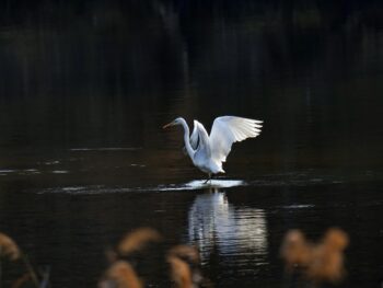Young People In Cambodia Equipped To Thrive In Digital Economy Through Video Game Development 